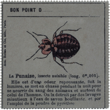 Insectes