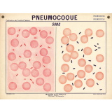 Pneumocoque. Sang.