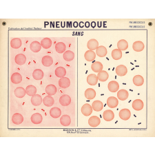 Pneumocoque. Sang.