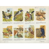 Planches d'oiseaux.