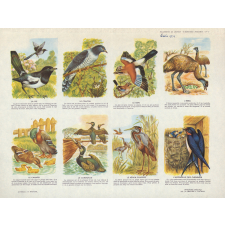 Planches d'oiseaux.