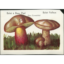 Champignons