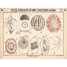 Cycle évolutif d'une coccidie (schéma).