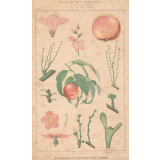 Biographie et anatomie des fleurs.