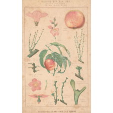 Biographie et anatomie des fleurs.