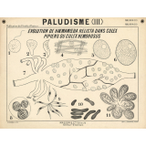 Paludisme (III). Evolution de haemamoeba relicta dans culex pipiens ou culex nemorosus.