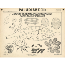 Paludisme (III). Evolution de haemamoeba relicta dans culex pipiens ou culex nemorosus.