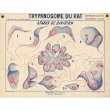 Trypanosome du rat. Stades de division.