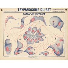 Trypanosome du rat. Stades de division.