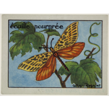 Animaux (papillons, crustacés, animaux marins)