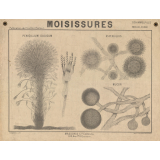 Moisissures.