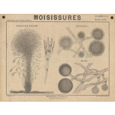 Moisissures.