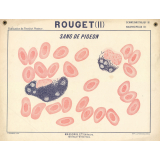 Rouget (II). Sang de pigeon.
