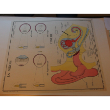 Tableaux de sciences. Le corps humain : N° 21. La vision et l'oreille / N°22. L'alcoolisme.