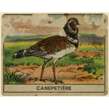 Oiseaux
