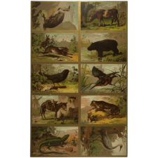 Planches d'animaux.