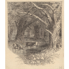 Illustrations de livres de Jeunesse. 