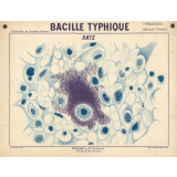 Bacille typhique. Rate.