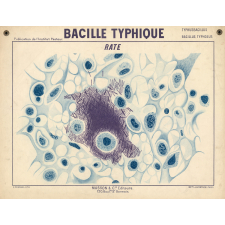 Bacille typhique. Rate.