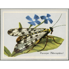 Insectes