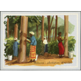 Image de géographie - Malacca : plantation d'hévéas