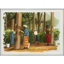Image de géographie - Malacca : plantation d'hévéas