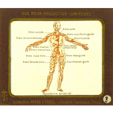 Vues pelliculaires pour projections lumineuses - La circulation et la respiration - Collection Après l'Ecole.