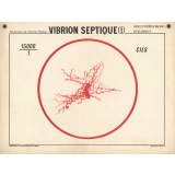 Vibrion septique (I).