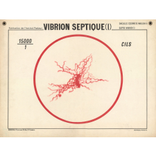 Vibrion septique (I).