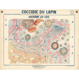 Coccidie du lapin. Adénome du foie.