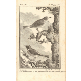 Oiseaux.