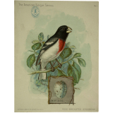 Images réclame à collectionner Singer Sewing-Machines. Oiseaux.