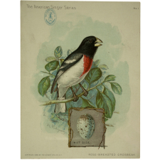 Images réclame à collectionner Singer Sewing-Machines. Oiseaux.