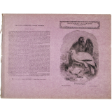 Le Vautour d'Égypte - Histoire naturelle n°81. 