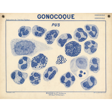 Gonocoque. Pus.