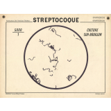 Streptocoque. Culture sur bouillon.