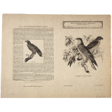 Le Gerfaut et le faucon ordinaire - Histoire naturelle n°82. 