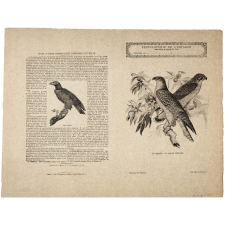 Le Gerfaut et le faucon ordinaire - Histoire naturelle n°82.