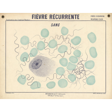 Fièvre récurrente. Sang.