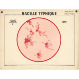 Bacille typhique.