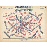 Charbon (III). Formation des spores.