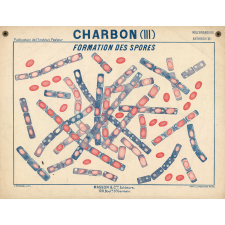 Charbon (III). Formation des spores.