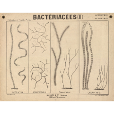 Bactériacées (II). 