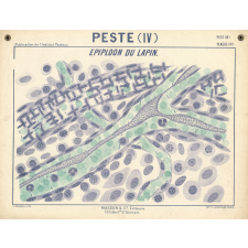 Peste (IV). Epiploon du lapin.