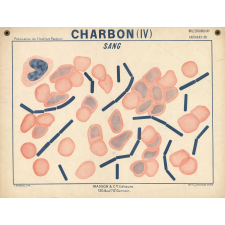 Charbon (IV). Sang.