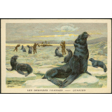 Image publicitaire - Otaries