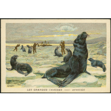 Image publicitaire - Otaries