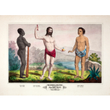 Tableau mural. Tableau illustré d'histoire naturelle. 