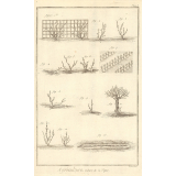 Agriculture, Culture de la Vigne.