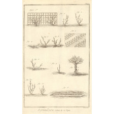 Agriculture, Culture de la Vigne.